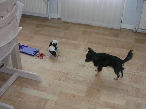 Chihuahua Chaplin Star - Hej du -jeg er ny billede 4