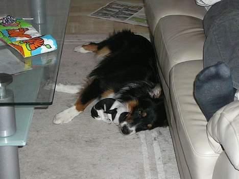 Chihuahua Chaplin Star - Min plejemor Luca billede 5