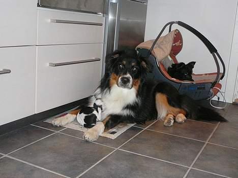 Chihuahua Chaplin Star billede 6