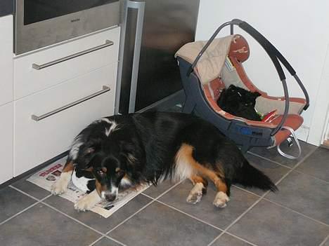 Chihuahua Chaplin Star billede 7