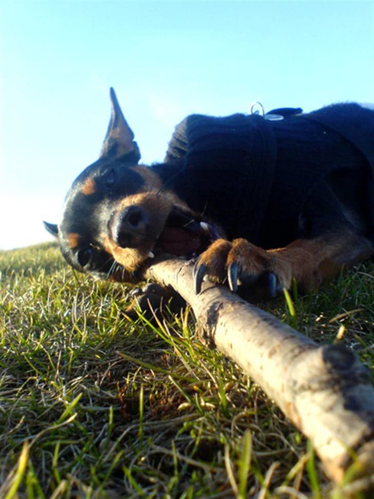 Dvaergpinscher Lille Lua Kahlúa - Feb 08 billede 17