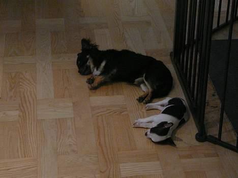 Chihuahua Chaplin Star - Foran brændeovnen er der dejlig varmt billede 8