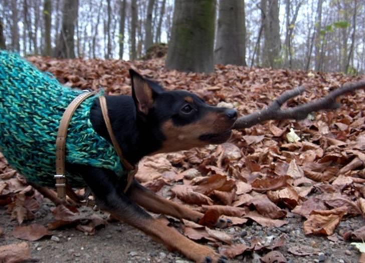 Dvaergpinscher Lille Lua Kahlúa - November 2007 billede 18
