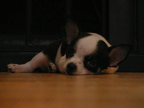 Chihuahua Chaplin Star - tit tit bøøh billede 9