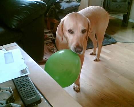 Blanding af racer mille - elsker ballonger billede 2