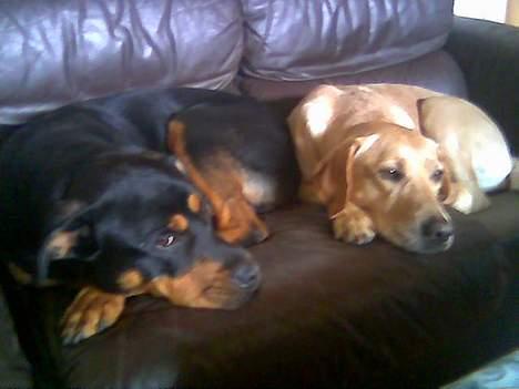 Blanding af racer mille - mig og min mand sammen for første gang hygge billede 3