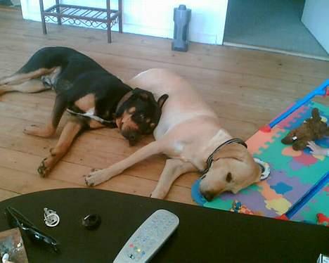 Blanding af racer mille - den kærlighed hvordan skal vi kunne undvære hinanden billede 4