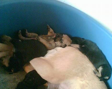 Blanding af racer mille - så er der dømt hygge billede 5