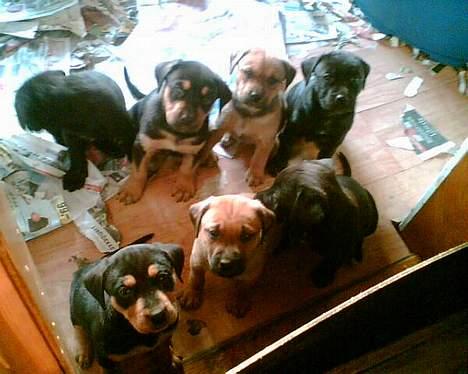 Blanding af racer mille - se nogle af vores børn billede 6