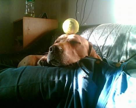 Blanding af racer mille - Hvis jeg lægger helt stille falder bolden ik ned..  billede 7