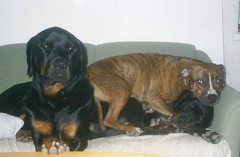 Blanding af racer Amweiler Fix *26-5* billede 19