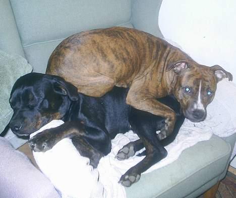 Blanding af racer Amweiler Fix *26-5* billede 20