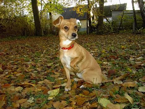 Blanding af racer Luna - Hvorfor skal jeg sidde her og vente ;-) billede 15