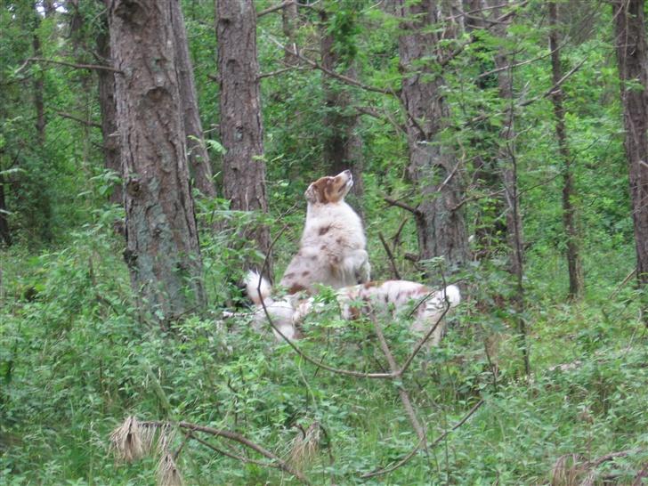 Australian shepherd Onedis Oden  - "Man hyrder da egern, gør man ik`"? billede 2