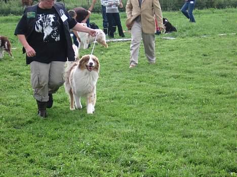 Australian shepherd Onedis Oden  - Aussietræf 2006 billede 3