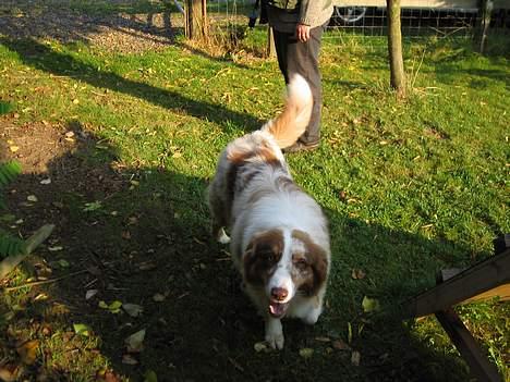 Australian shepherd Onedis Oden  - Jeps, jeg er på billede 4
