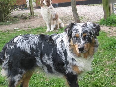 Australian shepherd PaintedMagic Captain Hook - Holger 1 år billede 2