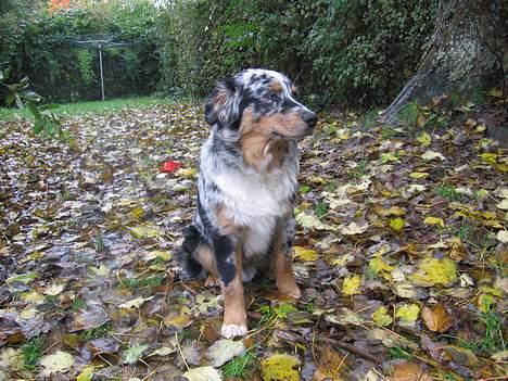 Australian shepherd PaintedMagic Captain Hook billede 3
