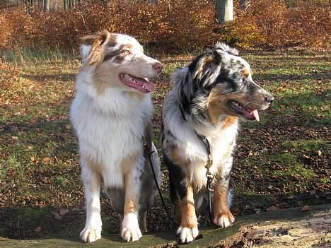 Australian shepherd Difloyds Ranchero billede 2