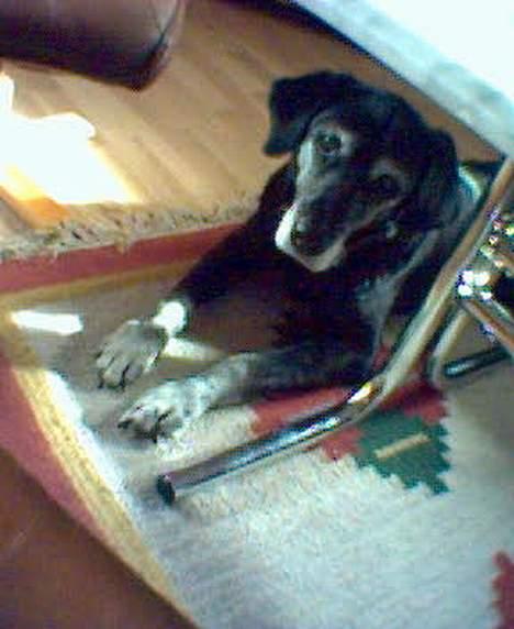 Labrador retriever Freja - Sussi, min gamle dejlige hund, billede 10