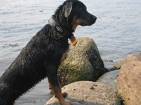Blanding af racer Sussi - Jeg kan godt lide at holde udkig... billede 10