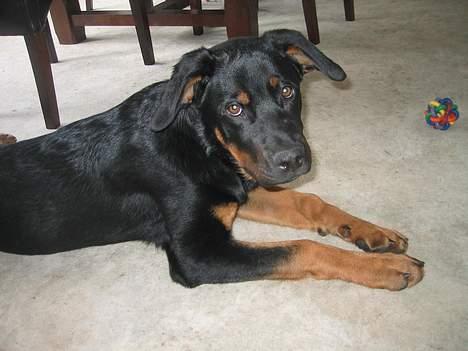 Blanding af racer Sussi billede 11