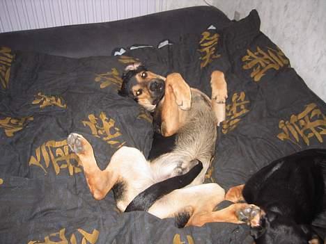 Blanding af racer Pumba billede 6