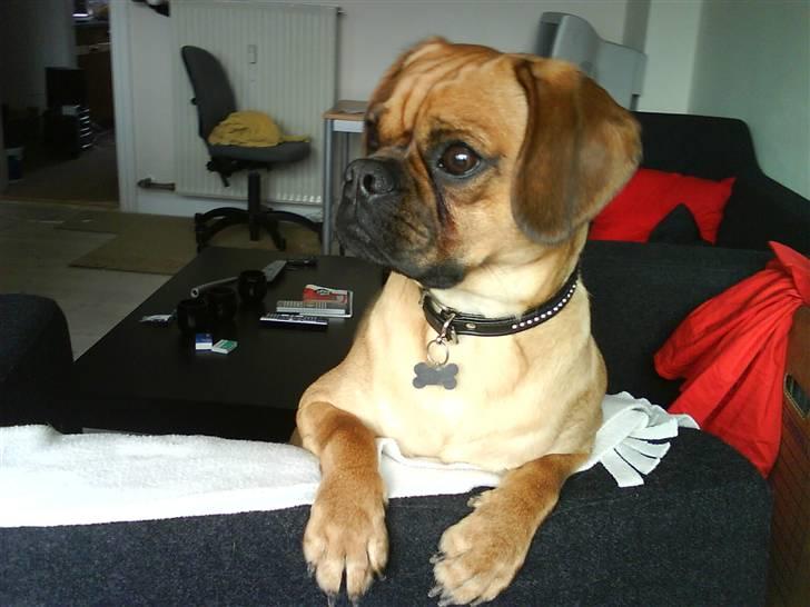 Blanding af racer Charlie - Sidder i min hundekurv billede 1