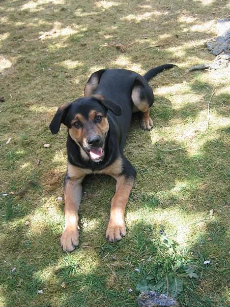 Blanding af racer Pumba billede 7