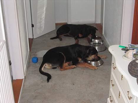 Blanding af racer Pumba - Min søster og jeg har leget udenfor hele dagen så vi er for trætte til at stå op og spise billede 8