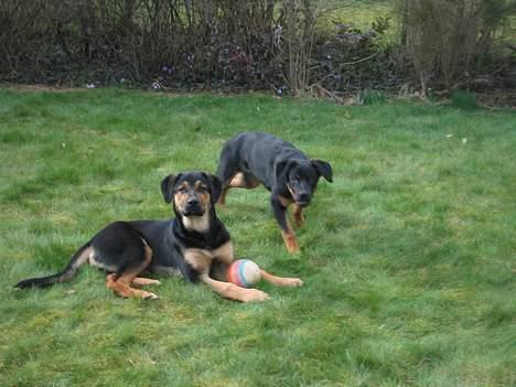 Blanding af racer Pumba billede 9