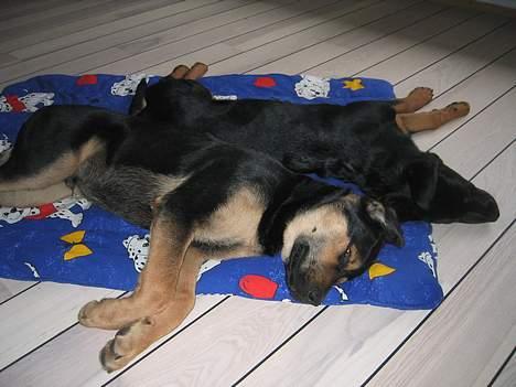 Blanding af racer Pumba - Jeg kan godt lide at sove tæt sammen med min søster Sussi billede 10