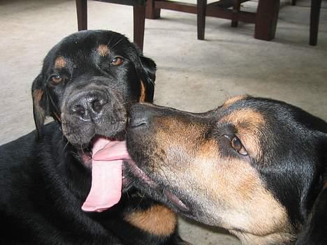 Blanding af racer Pumba - Min søster og jeg holder hinandens munde rene.. billede 11