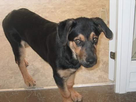 Blanding af racer Pumba - Her er jeg ikke særlig gammel kun 7 mdr. billede 12