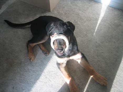 Blanding af racer Pumba - En rulle med malertape er altid sjov at lege med.. billede 13