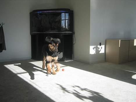 Blanding af racer Pumba - her leger jeg med en yomat, det er rigtig sjovt for den kan trille også splatter den ud når jeg endelig har fået ramt den.. billede 14