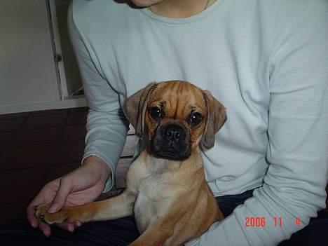 Blanding af racer Charlie billede 2