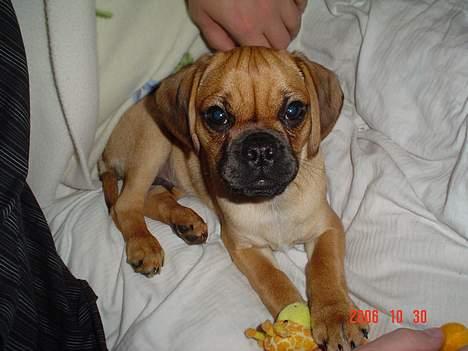 Blanding af racer Charlie billede 3