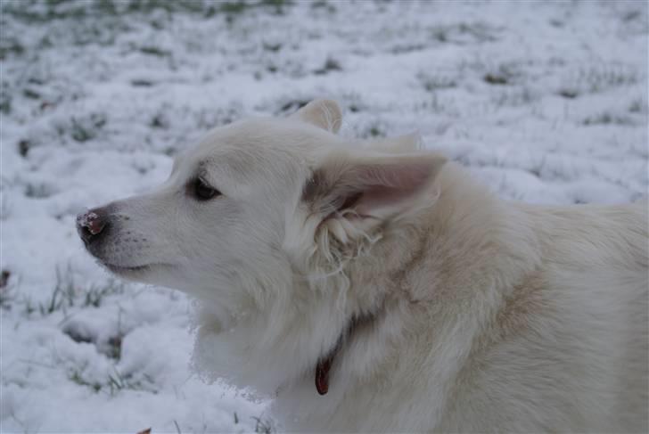 Dansk Spids Luna - Dejlig vinterhund i sneen :D billede 10