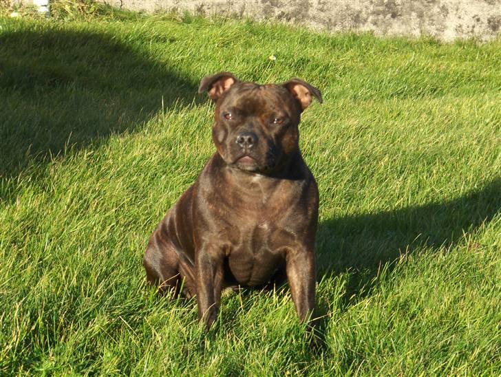 Staffordshire bull terrier Sasha  - Er jeg ikke bare flot :) billede 1