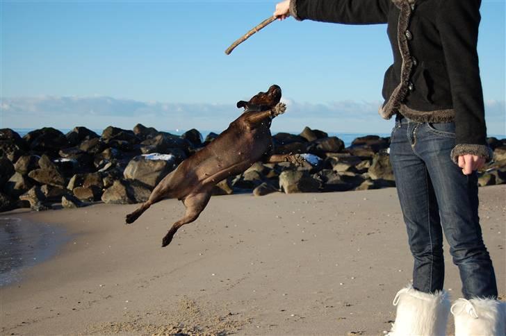 Staffordshire bull terrier Sasha  billede 2