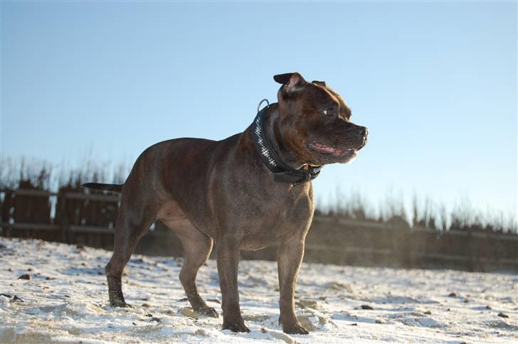 Staffordshire bull terrier Sasha  billede 3