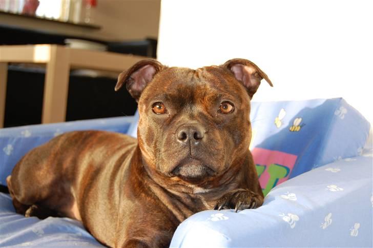 Staffordshire bull terrier Sasha  billede 4