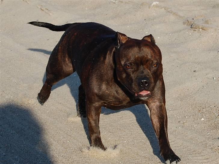 Staffordshire bull terrier Sasha  billede 5