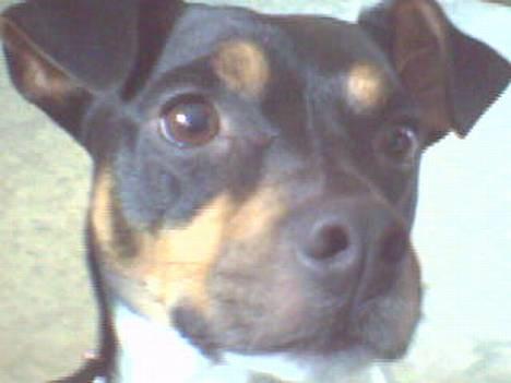 Dansk svensk gaardhund Dick billede 1