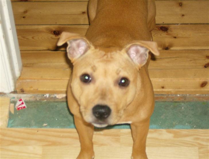 Staffordshire bull terrier Chianti billede 5