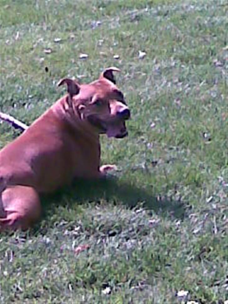 Staffordshire bull terrier Chianti billede 6