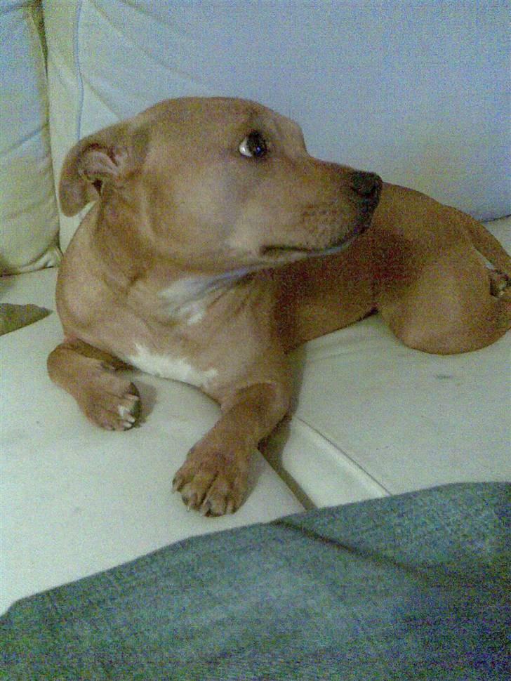 Staffordshire bull terrier Chianti billede 7