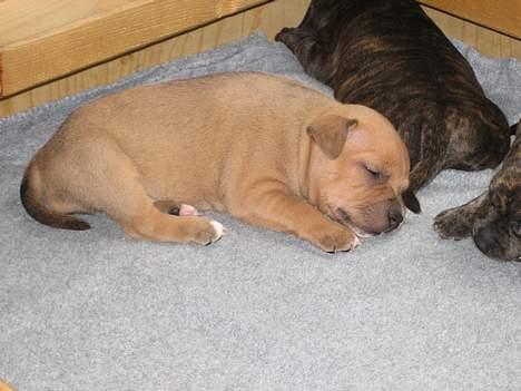 Staffordshire bull terrier Chianti billede 8