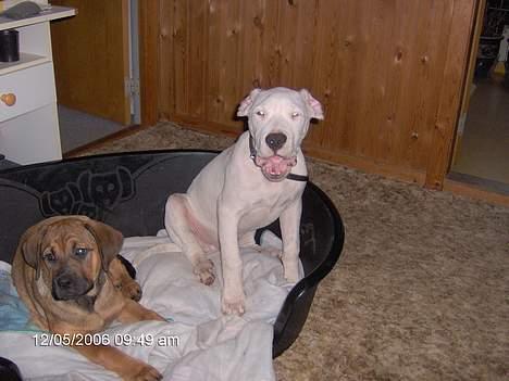 Dogo argentino Tyson - Ja Haa Haa mine øre vender forkert. Jeg ved det godt, mor.  billede 13